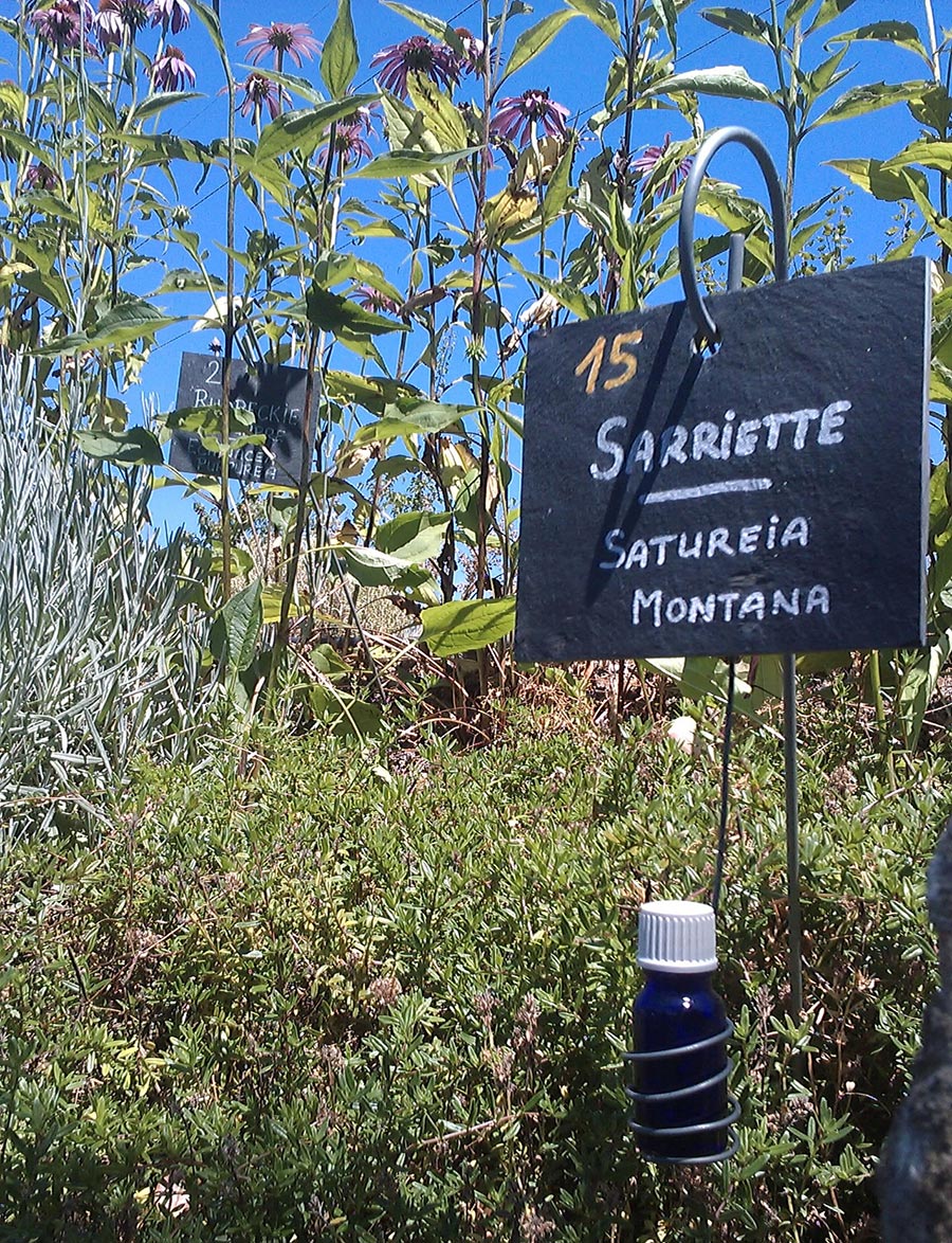 Sarriete