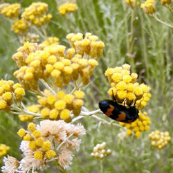 Immortelle